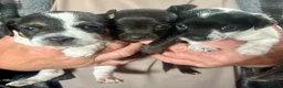 Mixed Breed dogs for sale: stunning tiny Chihuahua X terrier puppies - Advert 15