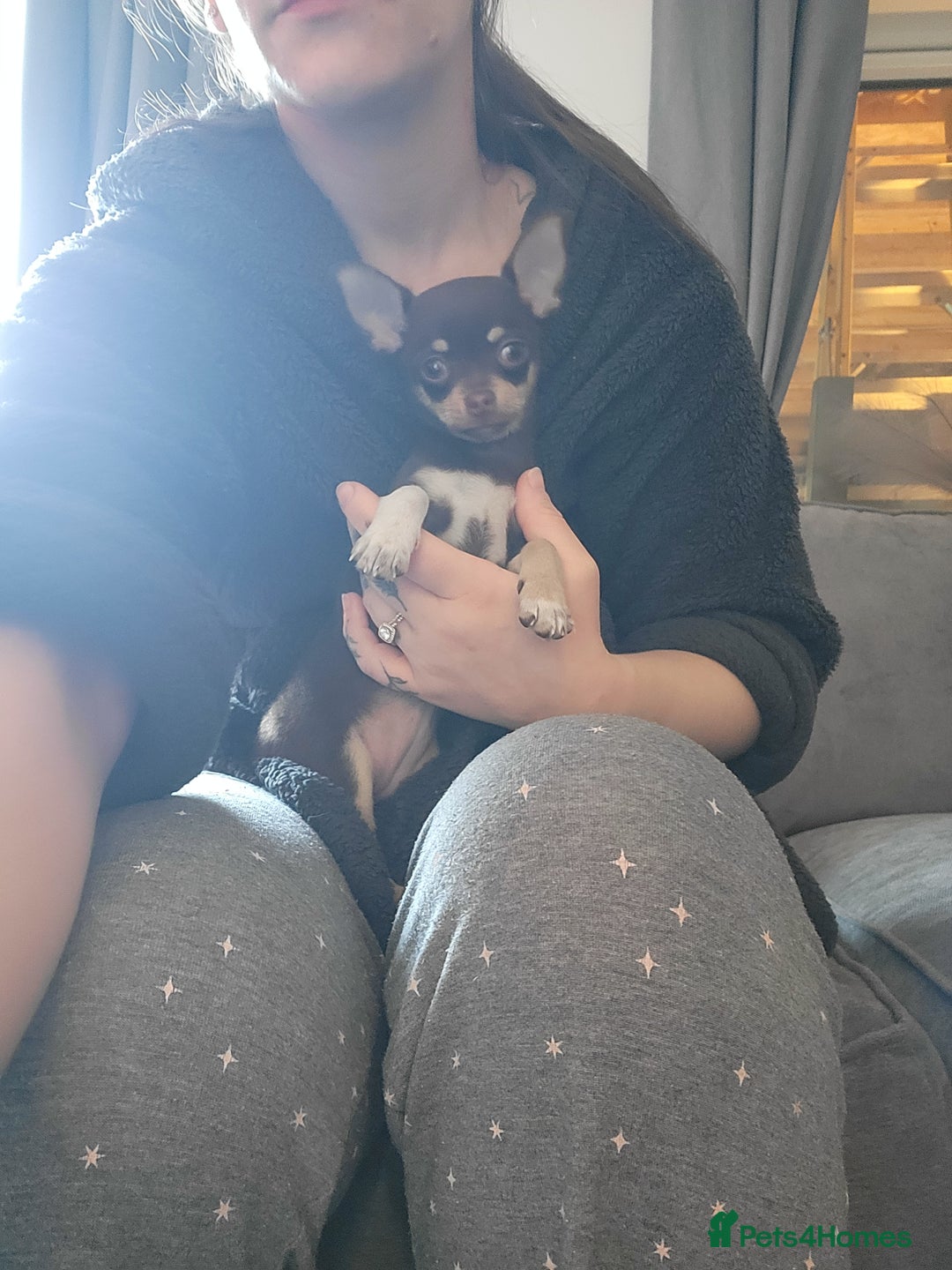 Chihuahua dogs for sale: Chihauhua Female For Sale  - Image 9