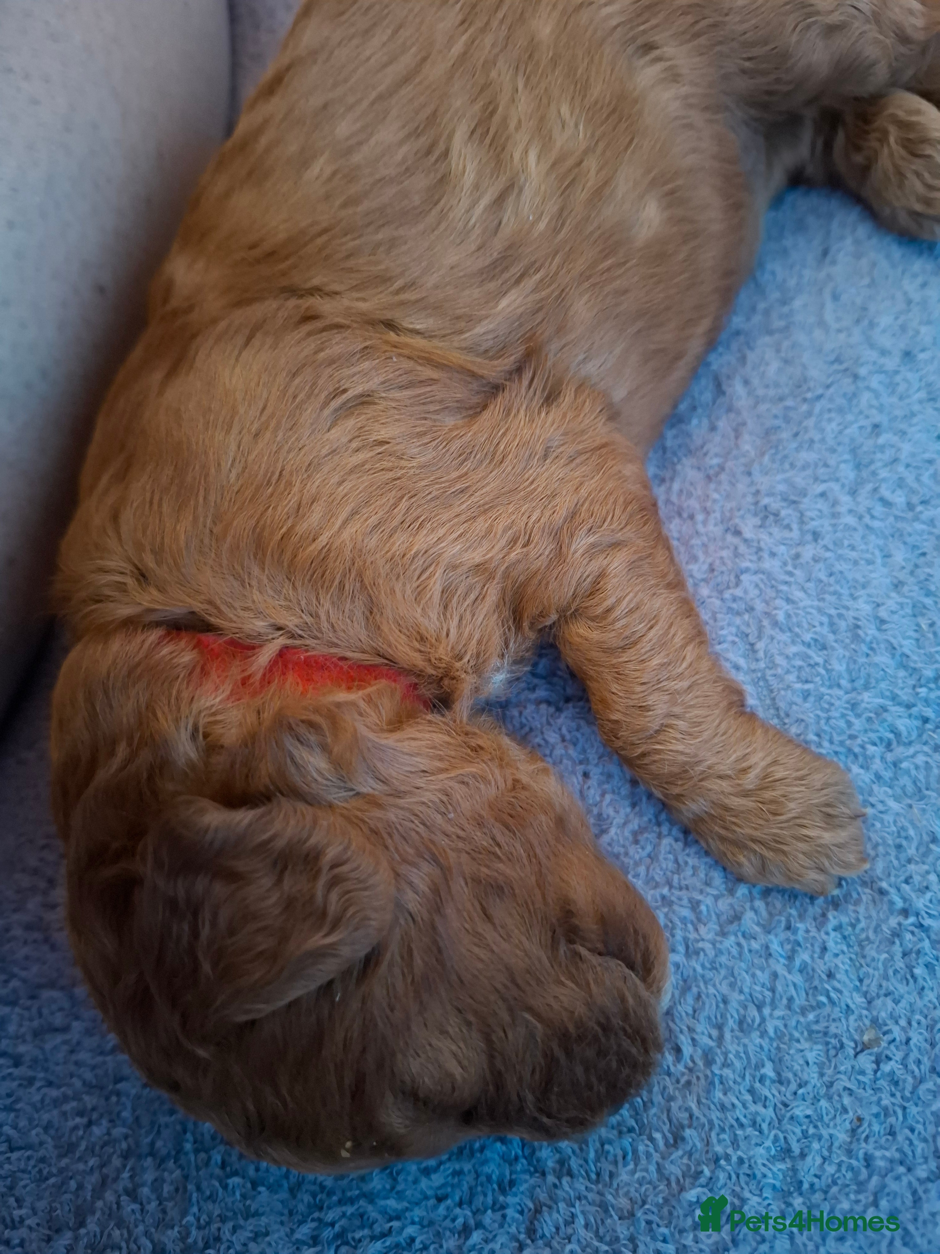 Cavapoo dogs Stunning F1B Cavapoo Pups - Deep Fox Red - Advert 2