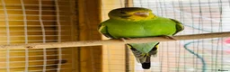 Budgerigars birds for sale: Budgie baby bird for 35 - Advert 1