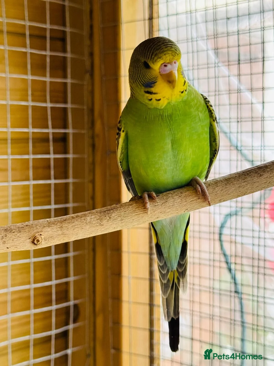 Budgerigars birds for sale: Budgie baby bird for 35 - Advert 1