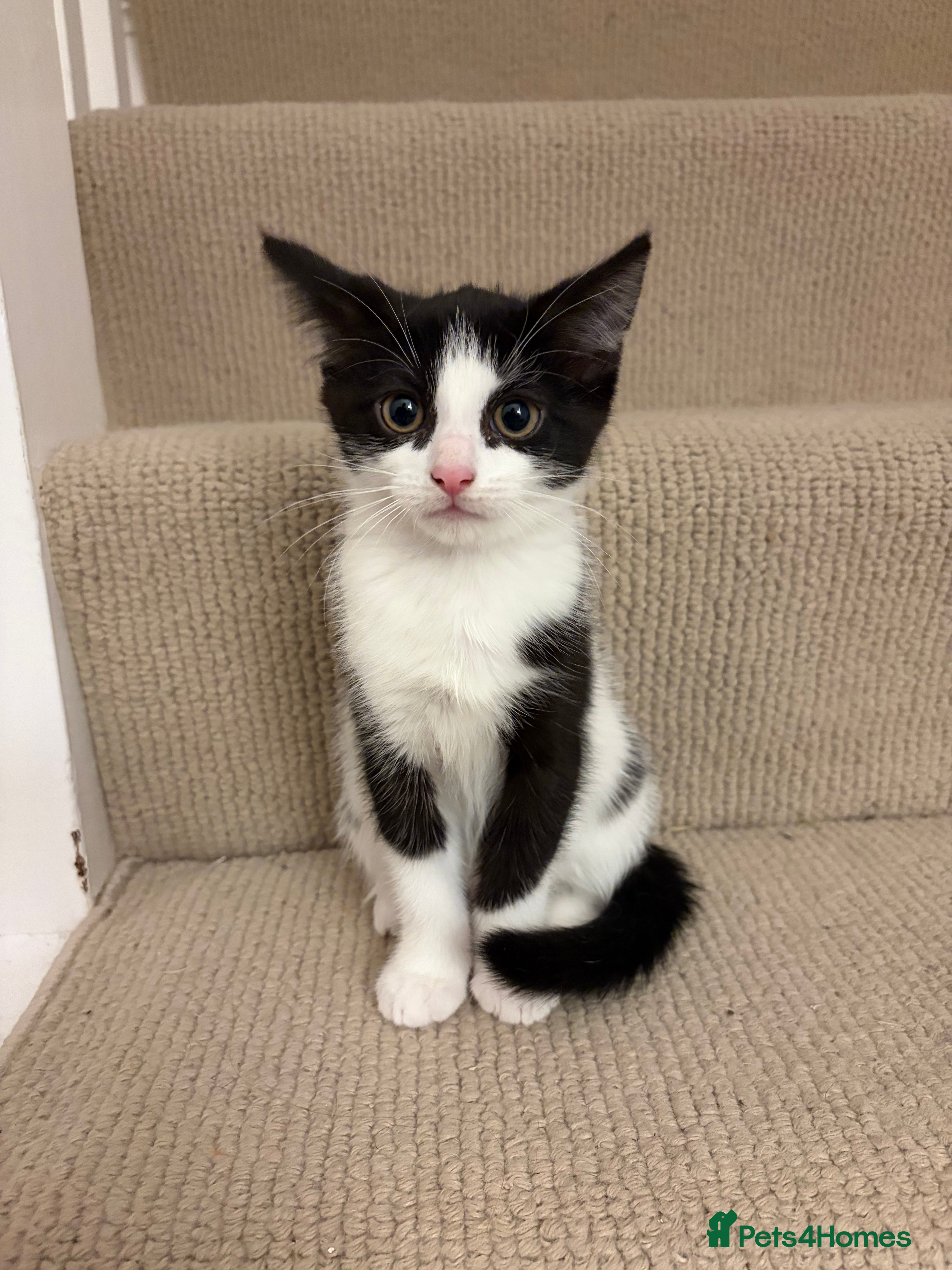 Mixed Breed cats Kitten (girl) - Advert 7