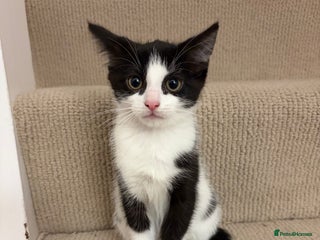 Mixed Breed cats Kitten (girl) - Advert 7