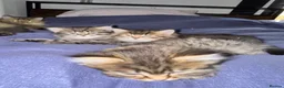 Scottish Fold cats for sale: 5 beautiful Scottish Fold / British Longhair in Westcliff-on-Sea - Advert 15