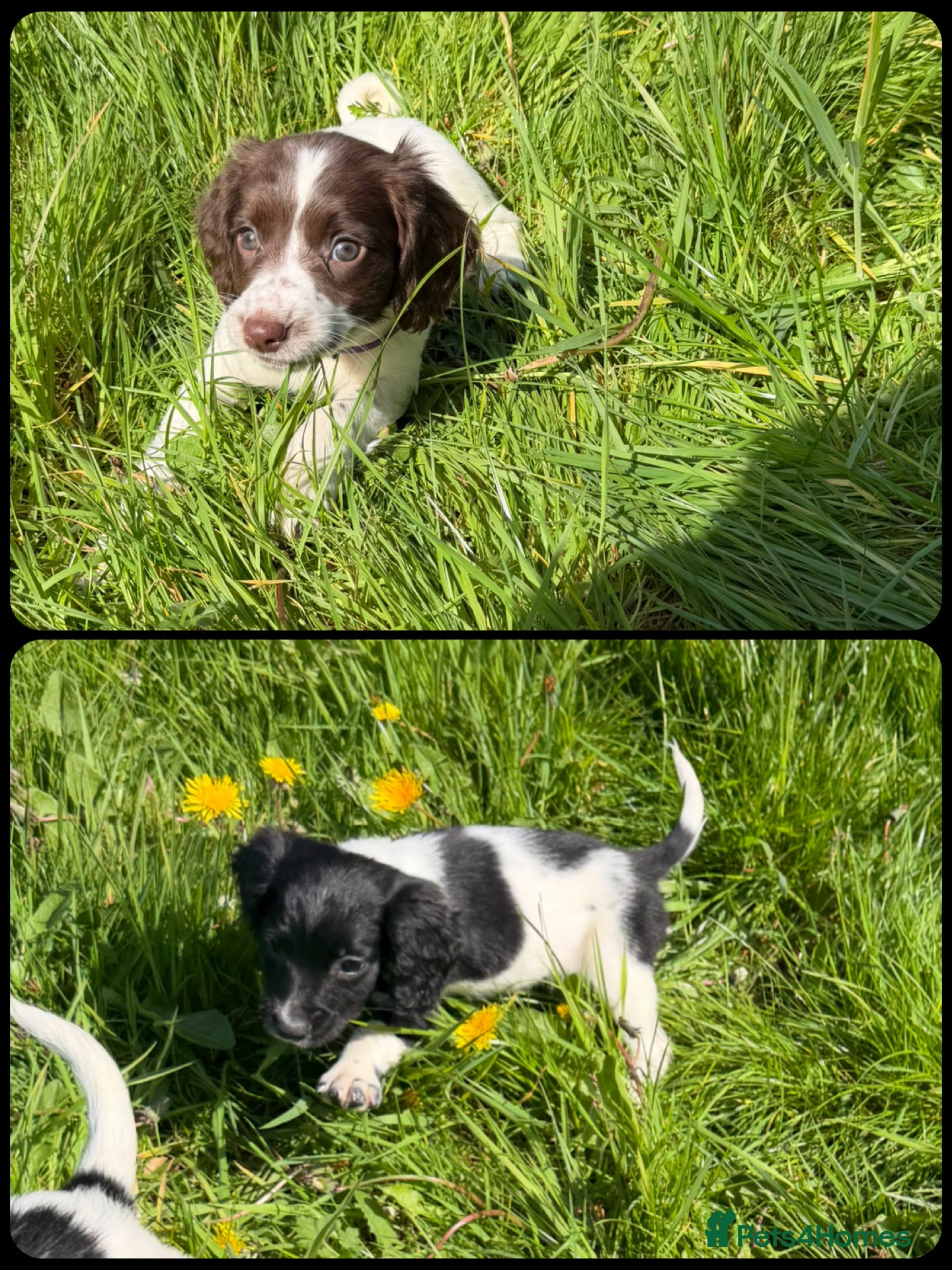 English Springer Spaniel dogs KC Registered English Springer Spaniel Pups - Advert 1