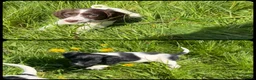 English Springer Spaniel dogs for sale: KC Registered English Springer Spaniel Pups - Advert 5