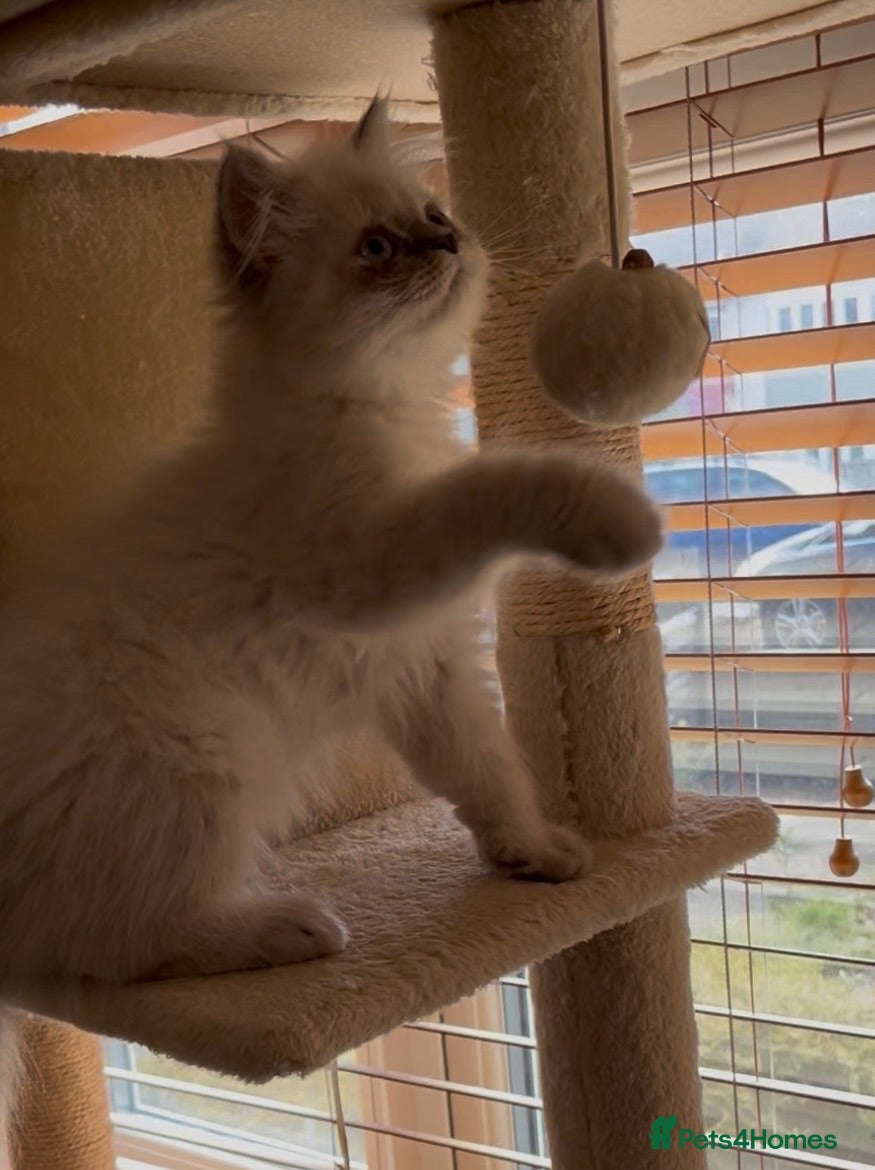 Persian cats READY NOW Fully vaccinated“Louis”, Persian kitten  - Advert 3