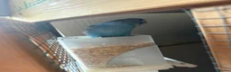 Budgerigars birds for sale: 7 young female budgies for sale - Advert 4