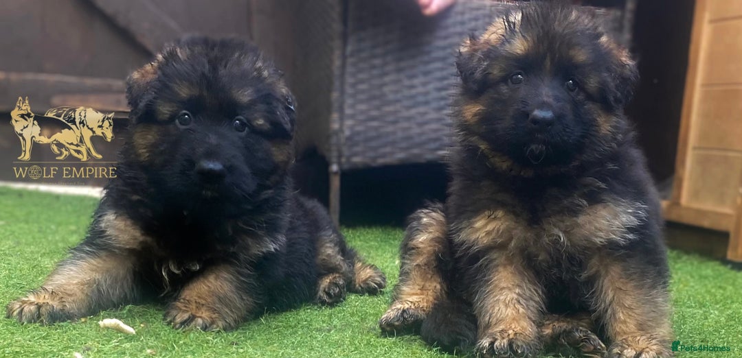 German Shepherd dogs for sale: ⭐️Beautiful German Shepherds puppies ⭐️ - Image 1