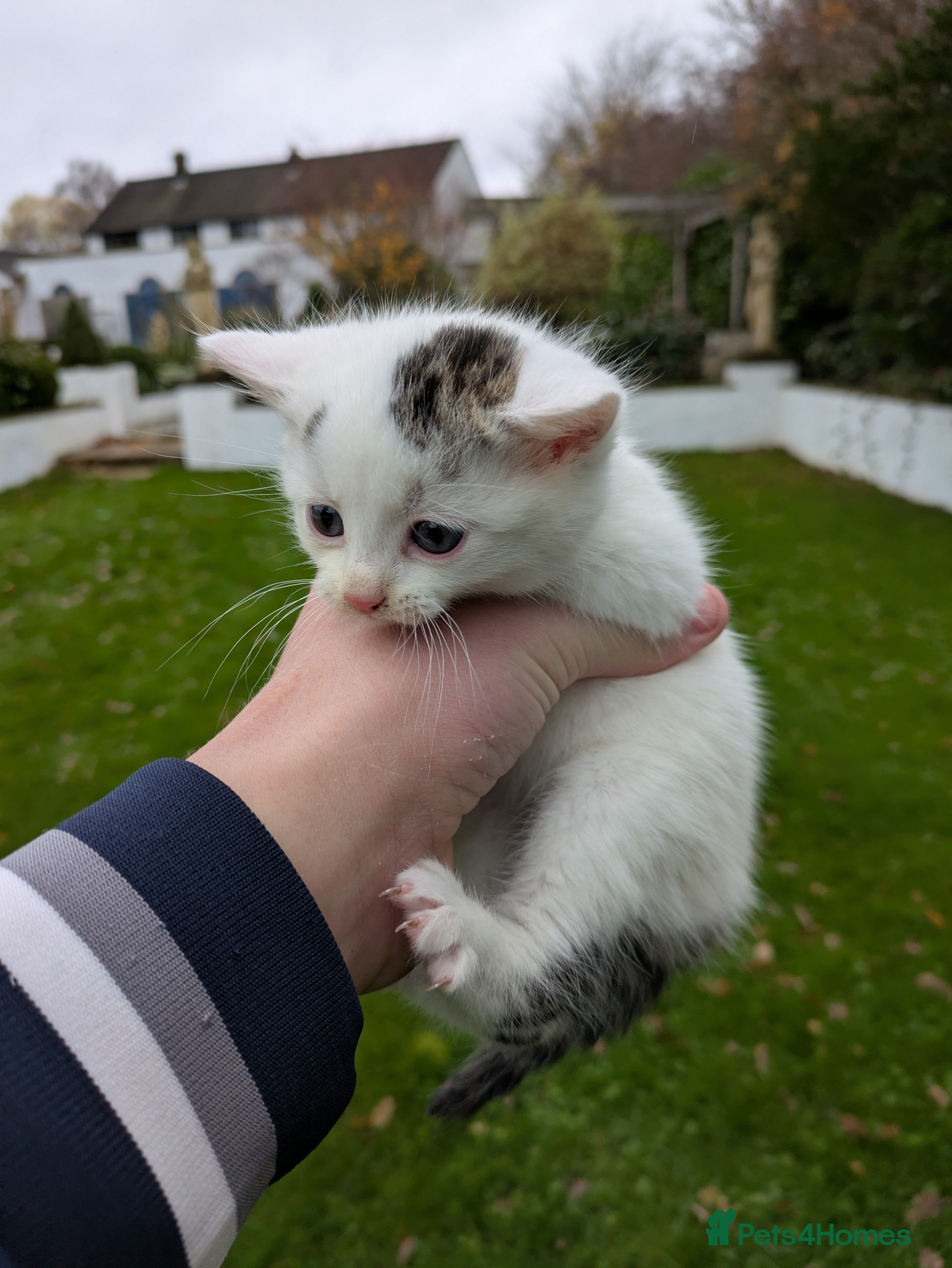 Mixed Breed cats 3 Tabby x Kittens - Advert 5