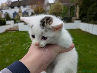 Mixed Breed cats 3 Tabby x Kittens - Advert 9