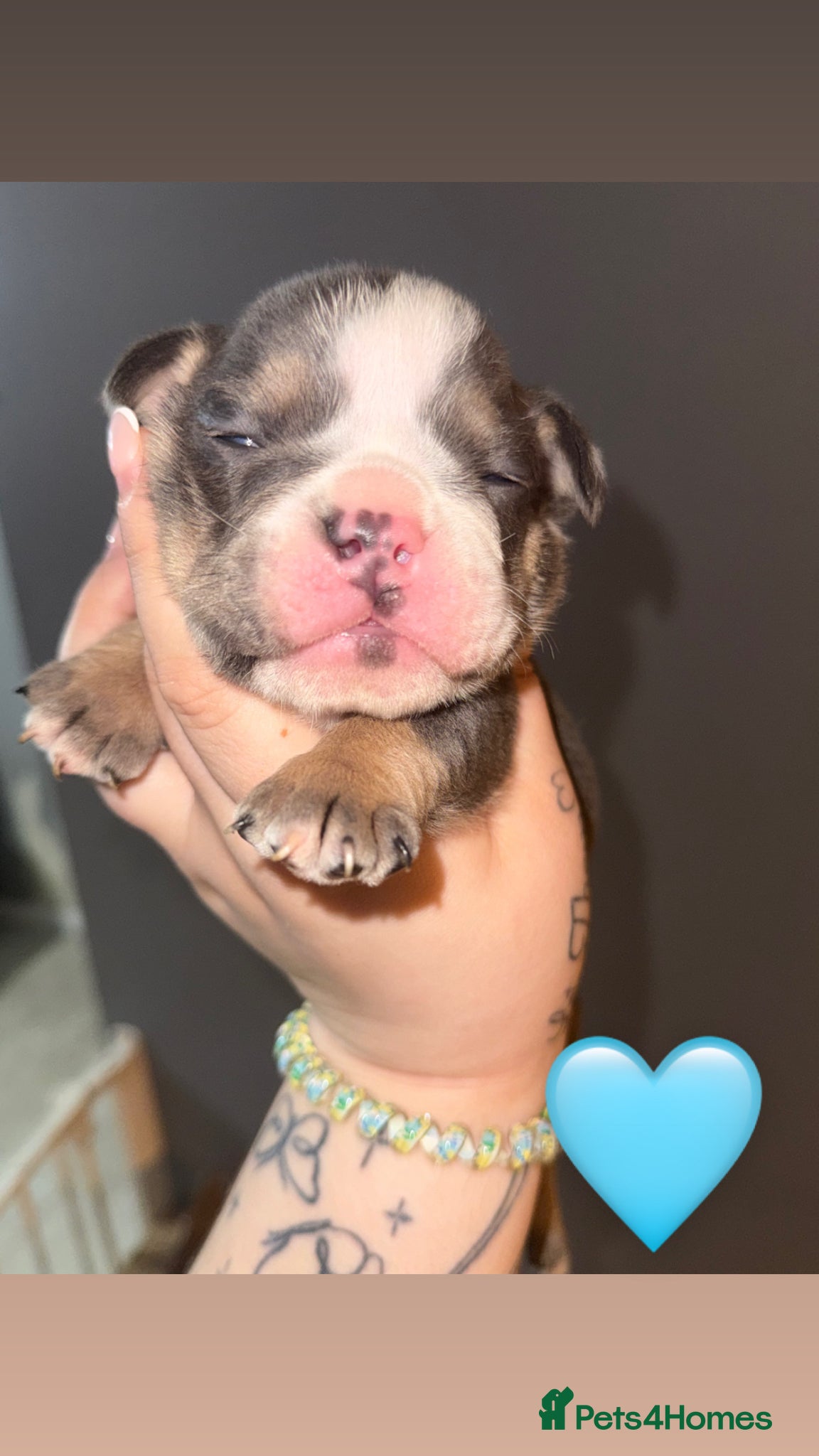 English Bulldog Puppy 4