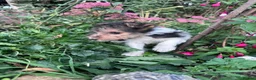 Fox Terrier dogs for sale: 5 X Beautiful Wire Fox Terrier Puppies - Advert 9