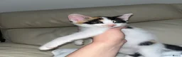 Bramble cats for sale: Kittens for sale  in Hamilton - Advert 18