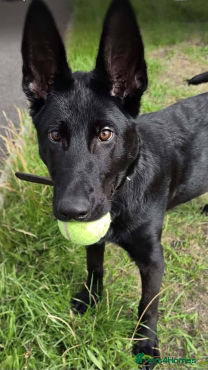 Belgian Shepherd Dog dogs COAL - Malinois X GSD - Advert 1