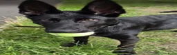 Belgian Shepherd Dog dogs for adoption: COAL - Malinois X GSD - Advert 1