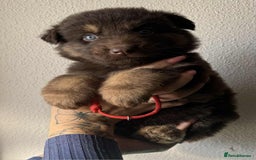 German Shepherd dogs for sale: Beautiful straight back German Shepherds  - Image 13