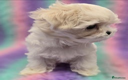Maltese dogs for sale: FULL KOREAN KC REGISTERED MALTESE PUPIES - Image 21