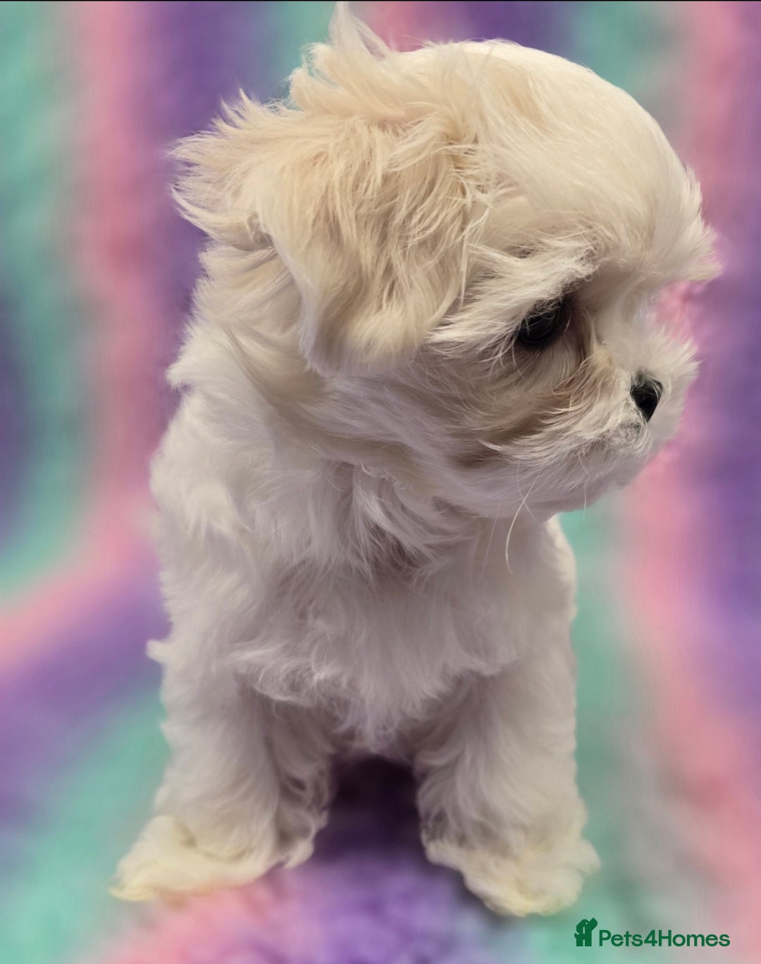 Maltese dogs for sale: FULL KOREAN KC REGISTERED MALTESE PUPIES - Image 21
