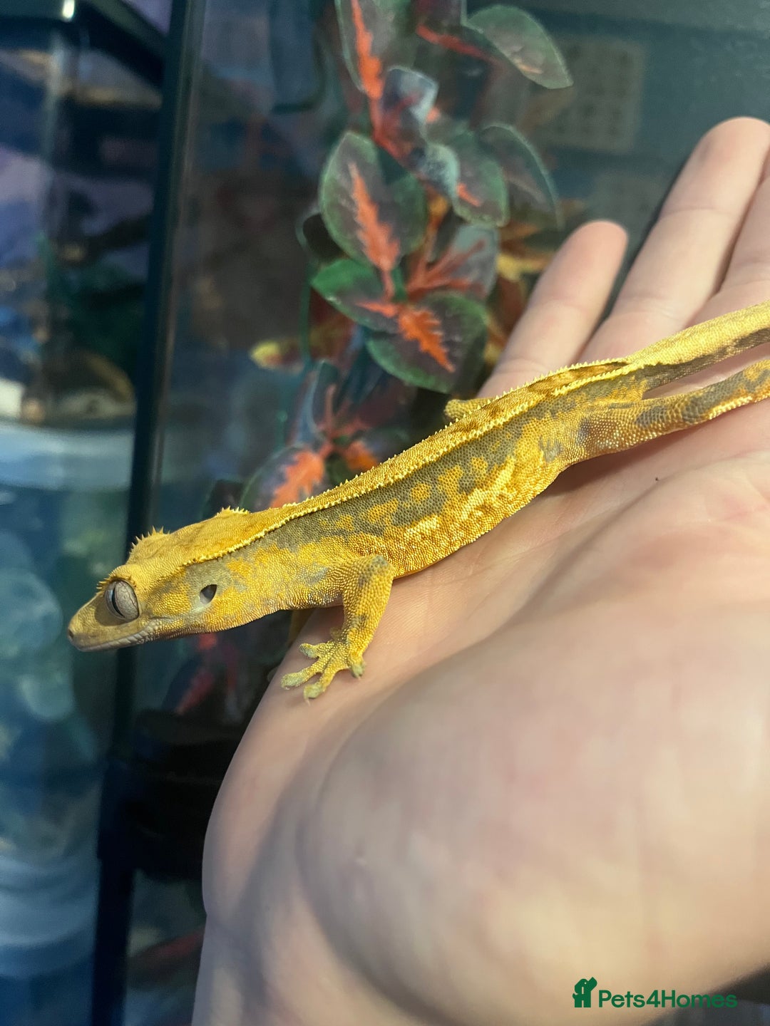 Gecko reptiles for sale: Crested geckos for sale  - Image 5