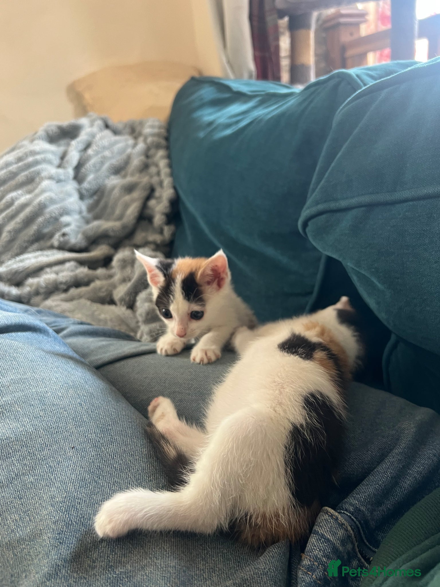 Mixed Breed cats for sale: Gorgeous Friendly Calico kittens - Advert 8