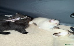 Ragdoll cats for sale: Ragdoll kittens for sale  - Image 13