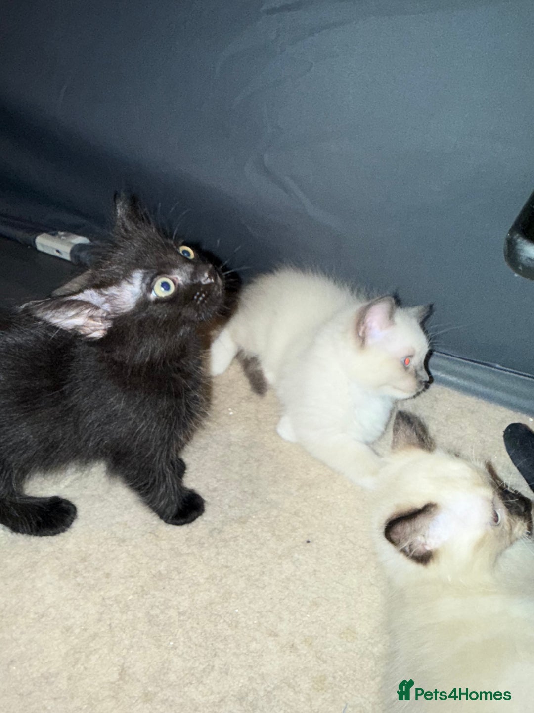Ragdoll cats for sale: Ragdoll kittens for sale  - Image 13