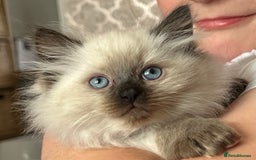 Siberian cats for sale: 🩵🩵Stunning Siberian Neva Masquerade Babies🩵🩵 - Image 27