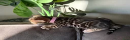 Bengal cats for sale: Beautiful Pedigree Bengal kittens for sale  - Advert 17