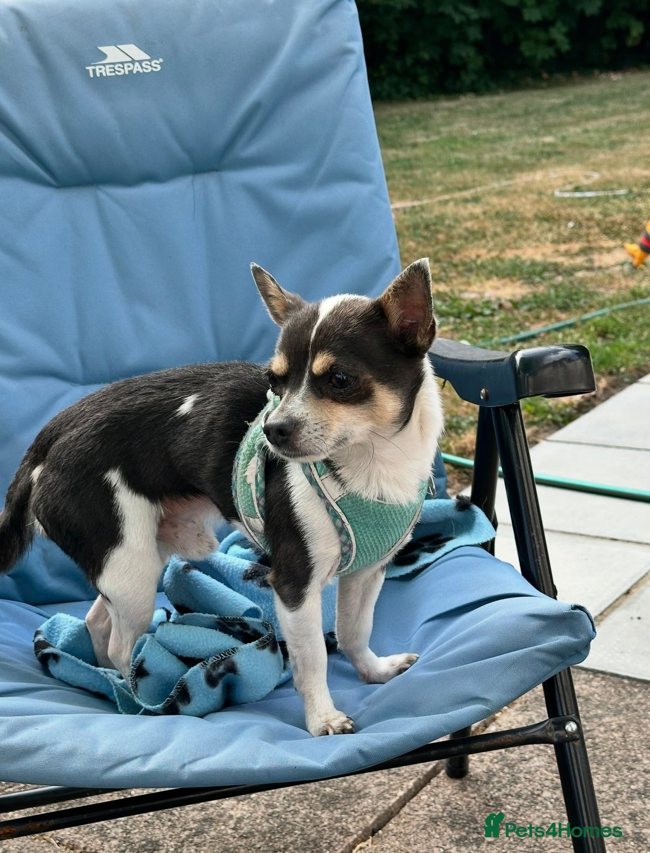 Chihuahua dogs CHIHUAHUA FOR RE RE-HOMING - Advert 3