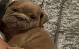 English Bulldog dogs for sale: 6 beautiful DWKC pups for sale  - Image 12