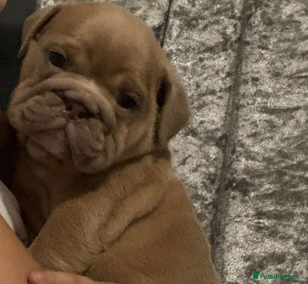 English Bulldog dogs for sale: 6 beautiful DWKC pups for sale  - Image 12