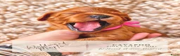 Cavapoo dogs for sale: 5 STAR LICENSED BREEDER BEAUTIFUL RED F1 CAVAPOOS - Advert 26