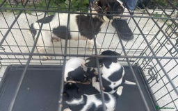 Jack Russell dogs for sale: Jack Russel puppies  - Image 15