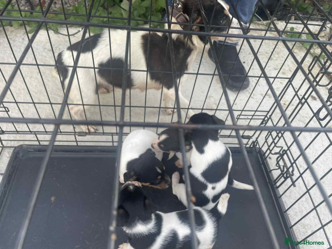 Jack Russell dogs for sale: Jack Russel puppies  - Image 15