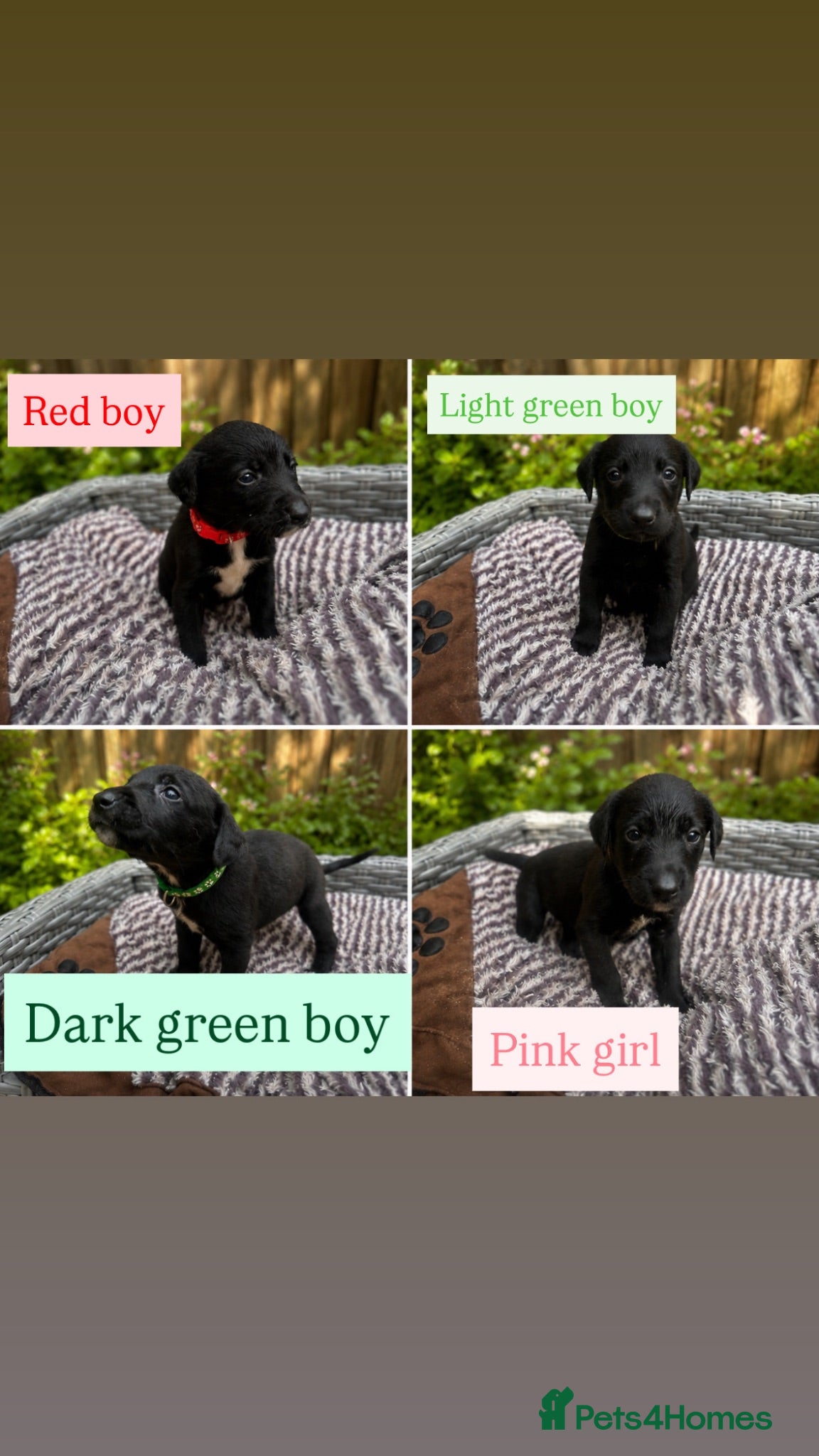 Mixed Breed dogs Labrador cross  - Advert 18