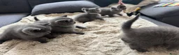 British Shorthair cats for sale: 5 British Shorthair Kittens 🐈‍⬛  - Advert 15
