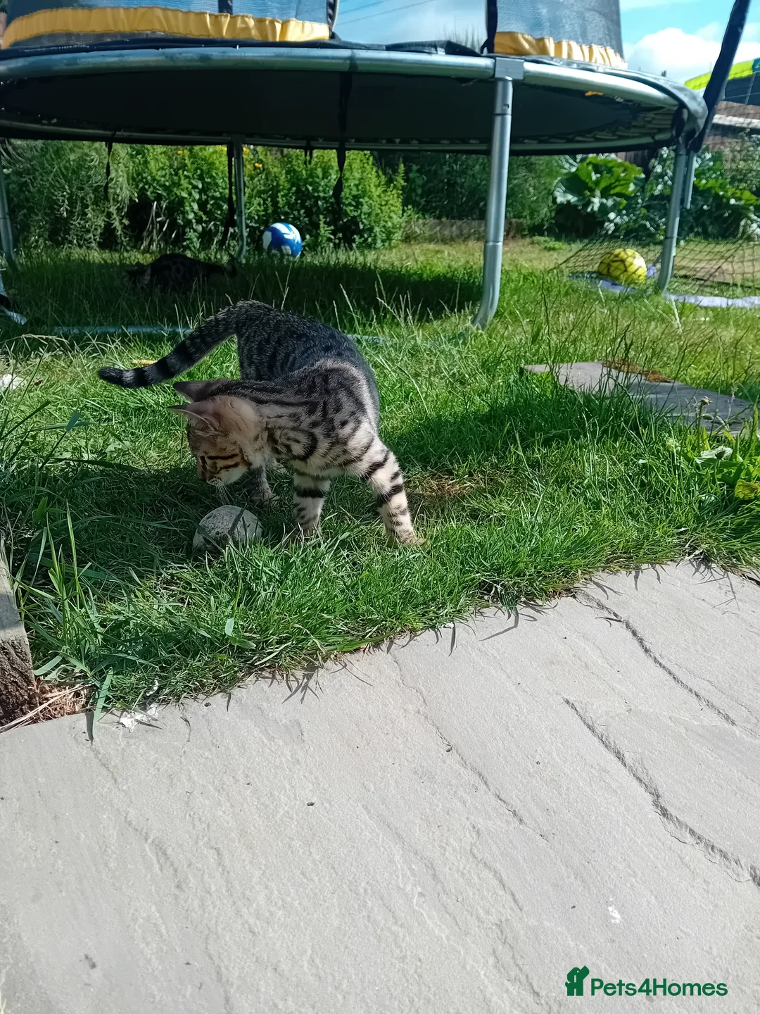 Bengal cats for sale: 🐾 Stunning Full Bengal Kittens – £600 Each 🐾 - Advert 15