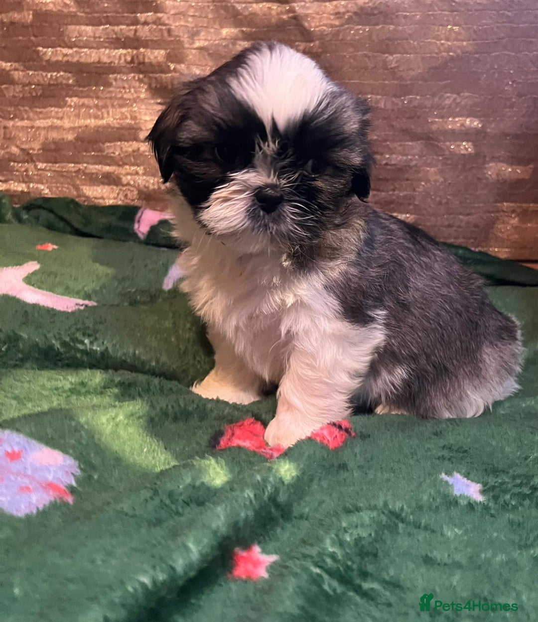 Shih Tzu dogs for sale: Shih Tzu puppy's - Advert 18