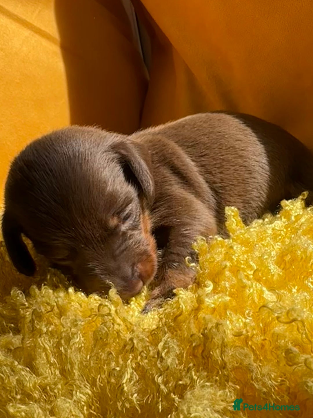 Miniature Dachshund dogs for sale: Miniature Dachshund stunning puppies  - Image 25