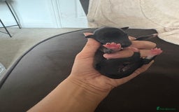 Italian Greyhound dogs for sale: Male Italian greyhound puppies  - Image 10