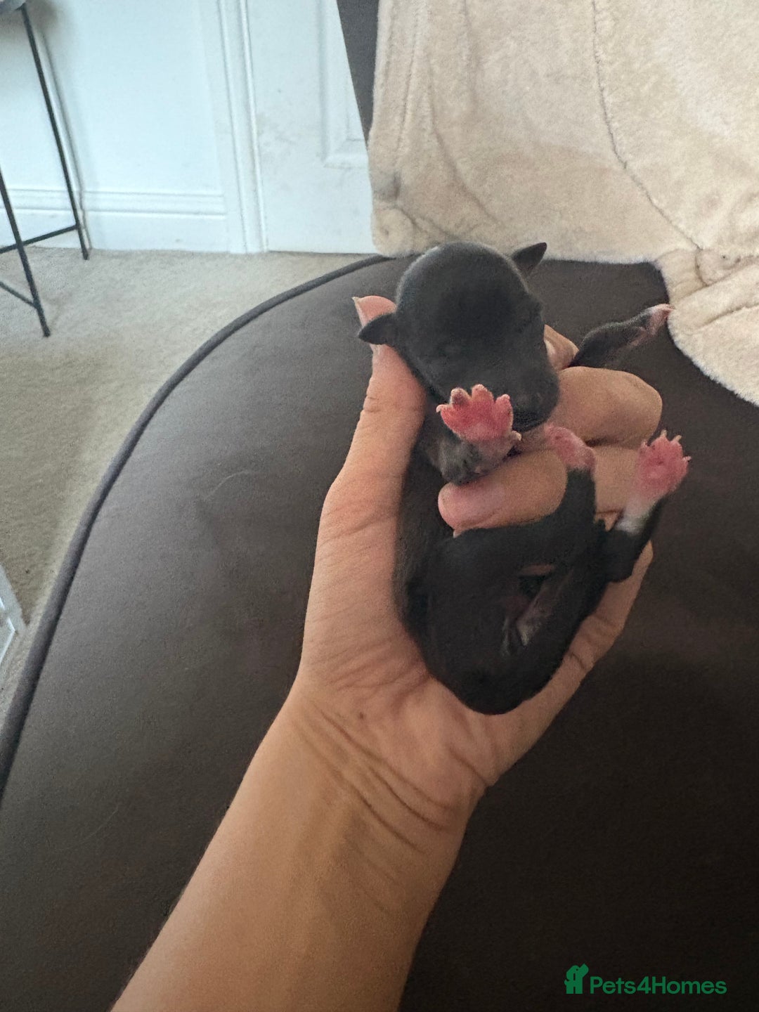 Italian Greyhound dogs for sale: Male Italian greyhound puppies  - Image 10
