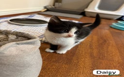 British Shorthair cats for sale: Kittens for sale - Image 13