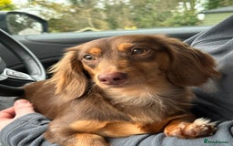 Miniature Dachshund dogs for sale: Long haired miniature dachshunds  - Image 5