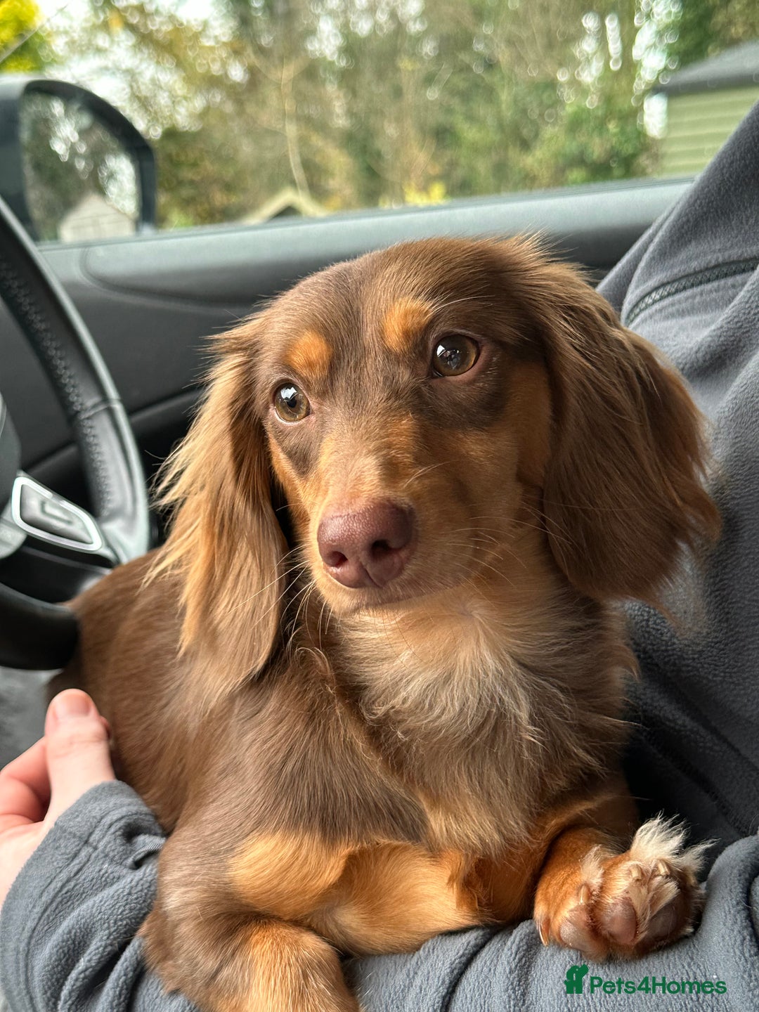 Miniature Dachshund dogs for sale: Long haired miniature dachshunds  - Image 5