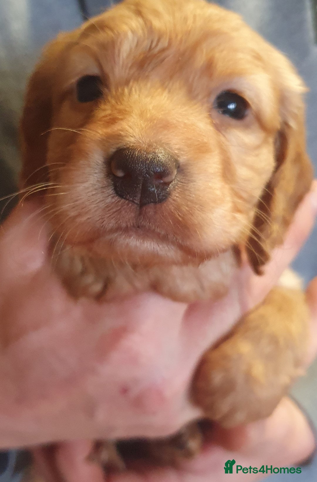 Cocker Spaniel dogs for sale: KC Registered Working Cocker Spaniel  - Advert 16