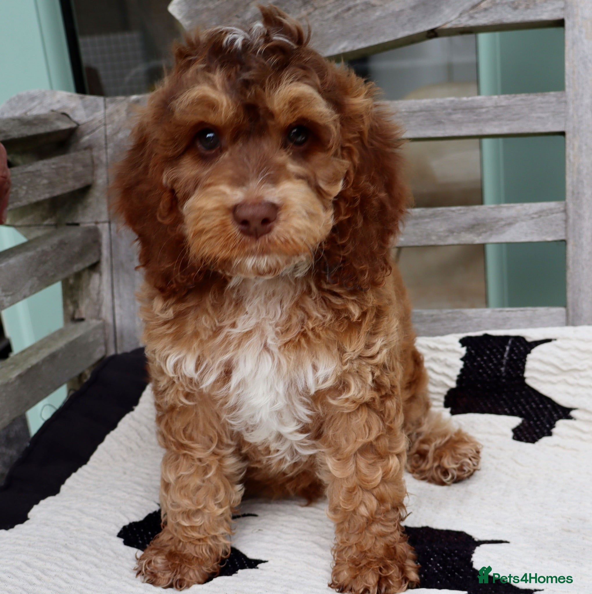 Cockapoo dogs 5* RED FEMALE COCKAPOO FROM HEALTH TESTED PARENTS  - Advert 1
