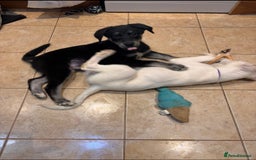 Mixed Breed dogs for sale: Huskador puppies (last little girl) in Shipley - Image 4
