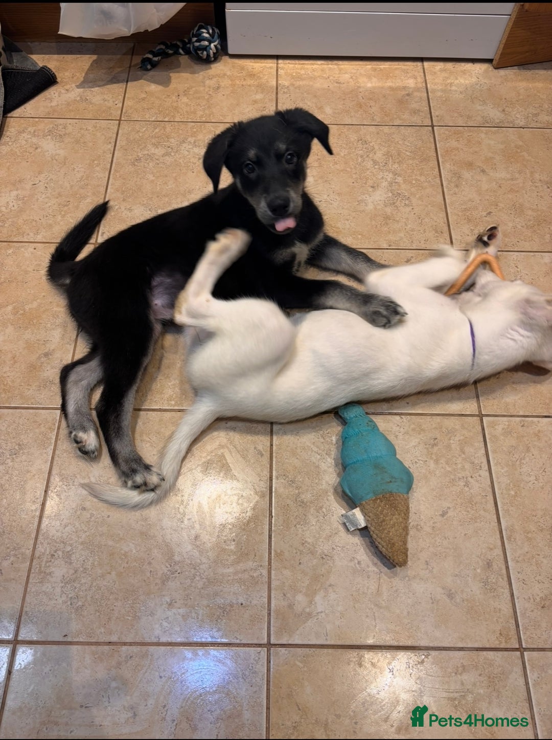 Mixed Breed dogs for sale: Huskador puppies (last little girl) in Shipley - Image 4