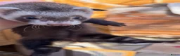 Ferret rodents for sale: Ferrets for sale in Birkenhead - Advert 16